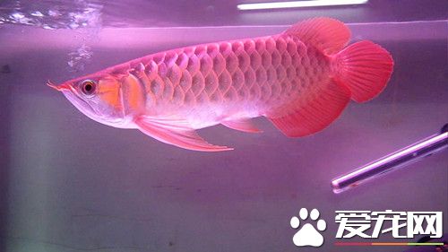 龙鱼掉尾怎么回事 纠正龙鱼掉尾的方法