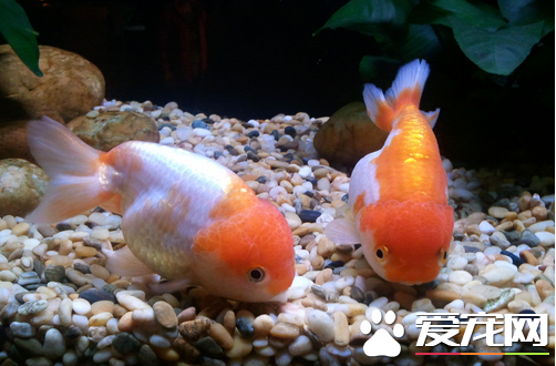 新手养鱼知识 想养鱼怎样轻松顺利地入门