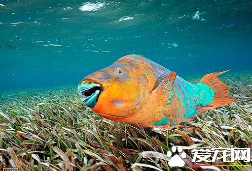 新手如何选择热带鱼 一要耐养二要耐看