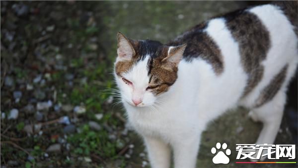 宠物猫失踪19个月 竟自己返家