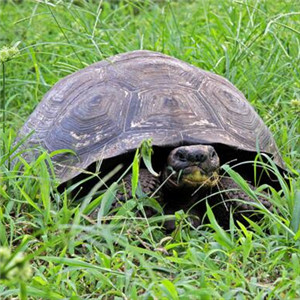 加拉帕戈斯象龟图片