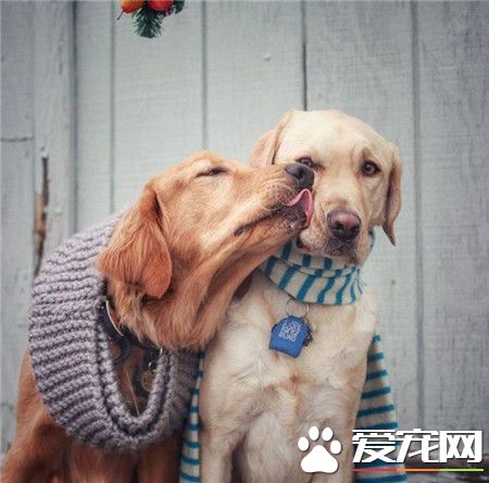 为啥一副委屈的表情呢？