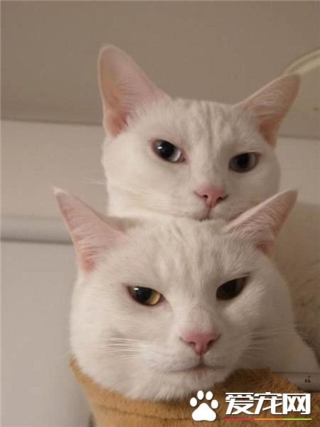 鄙视你也要鄙视地步调一致O(∩_∩)O