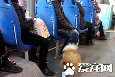 母女抱狗乘公交遭拒 恼羞成怒挠伤司机