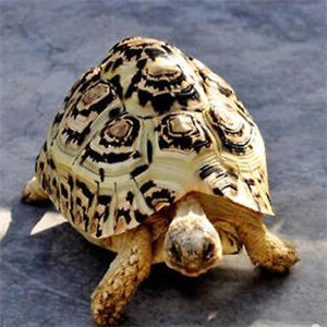 豹纹陆龟图片
