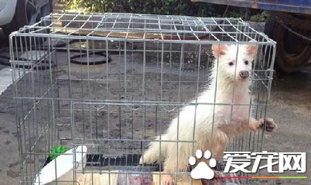 家养“宠物狗”越看越怪 竟是国家二级保护动物雪狐