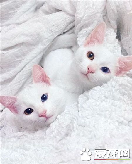 阳光午后，喵星人的慵懒时光~