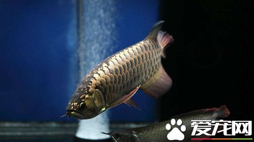 龙鱼能长多大 可以长到七十公分至一百公分