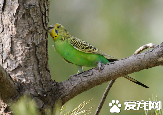 虎皮鹦鹉如何训练 定期的接触训练要有耐心