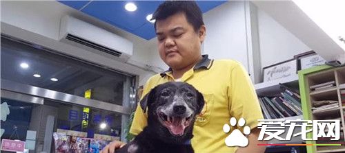 不舍12岁忠犬肿瘤破裂 失明饲主急求援