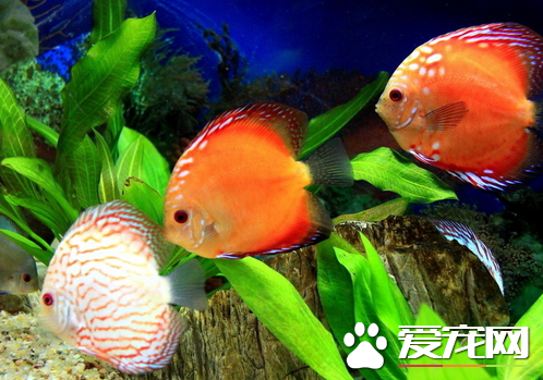 怎么辨别好鱼和差鱼 把握3点轻松选好鱼