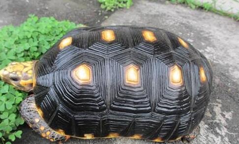 QQ截图20160804171535