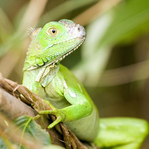 绿鬣蜥图片