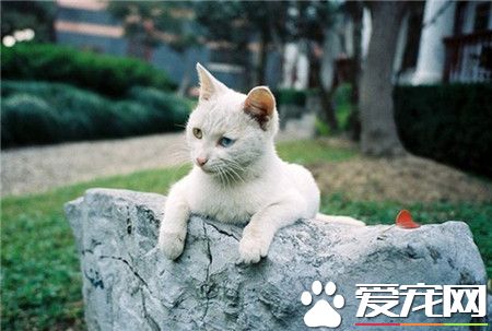 喵星人，静静的守望你！