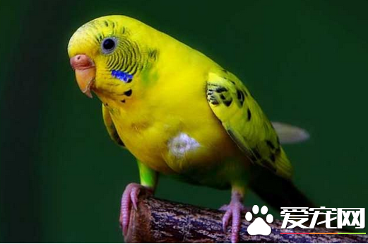 怎样喂养虎皮鹦鹉 准备一个舒适宽敞的鸟笼