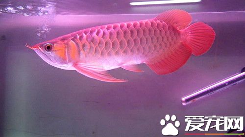 龙鱼翻腮怎么治 龙鱼翻腮症的治疗方法