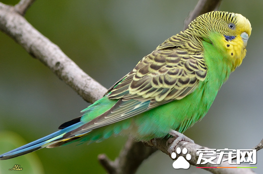 虎皮鹦鹉拉肚子怎么办 注意饲料和饮水的清洁