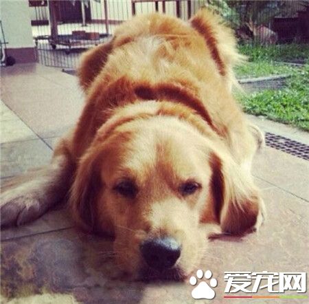 金毛什么的好有爱啊！