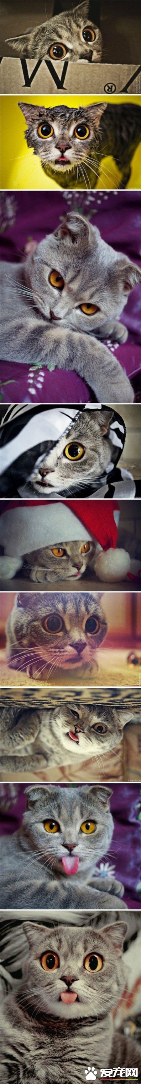 这些带着“美瞳”的喵星人，是不是很呆很萌闪闪惹人爱呢？