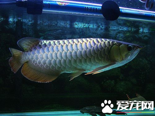 龙鱼脱肛可以自愈吗 龙鱼脱肛症状及治疗方法