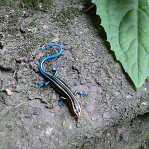 四线石龙子图片