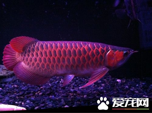 龙鱼怎么喂食 一般会采用四定投喂法