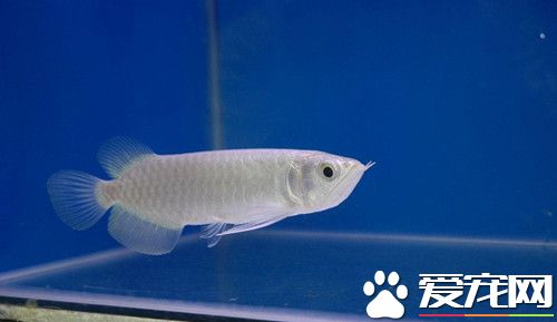 龙鱼烂鳍病 加强对水质的管理保持水质平衡