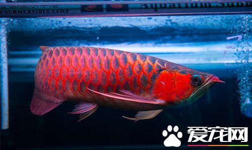 龙鱼鳞片变薄 一般采用换水方式来控制