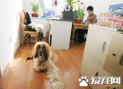 公司允许员工上班带宠物 更把宠物当吉祥物