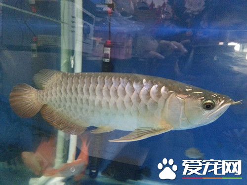 龙鱼鳔囊疾病 鳔囊疾病的症状及治疗方法