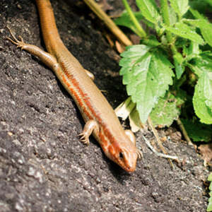 中华石龙子图片