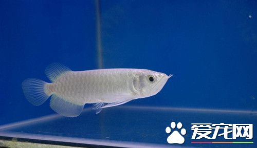 龙鱼凸眼病 龙鱼凸眼症的二种治疗办法