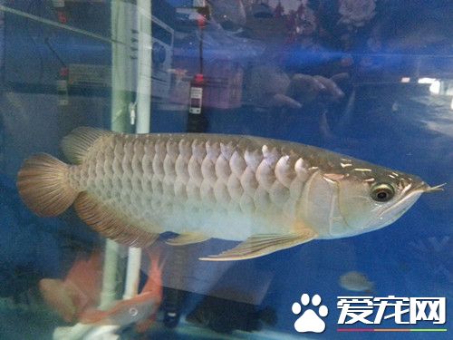 龙鱼立鳞病怎么治 立鳞病的原因及治疗方法