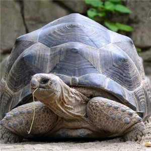 苏卡达象龟图片