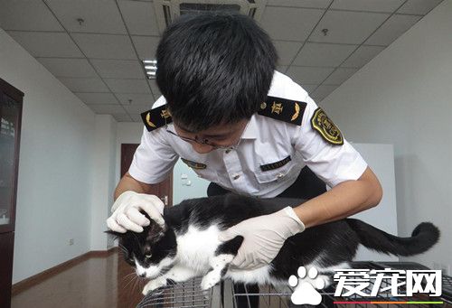 德阳首次为宠物猫检疫办出境“通行证”