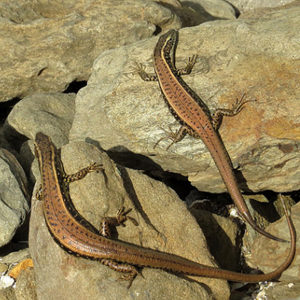 火焰石龙子图片