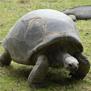 亚达伯拉象龟图片