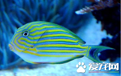 怎么辨别海水鱼的雌鱼和雄鱼 不同鱼科不同方法