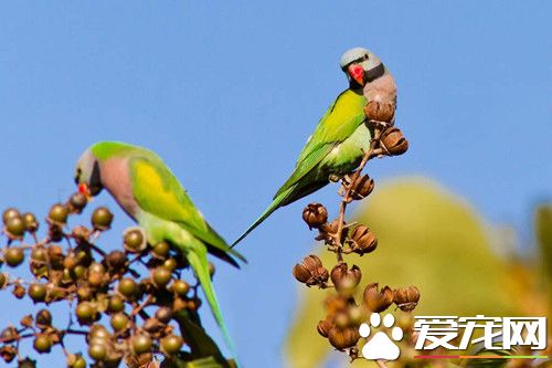 鹦鹉线虫病怎么治 可以用驱虫净来治疗