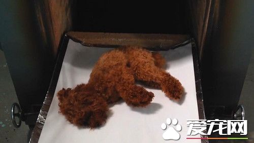 花高价火化爱犬遇诈骗 竟取回假骨灰