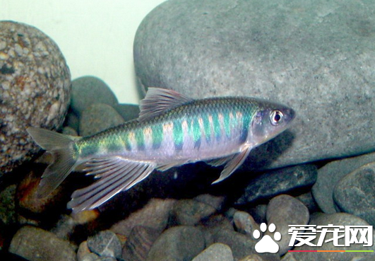 怎么辨别淡水鱼的雌鱼和雄鱼 5类鱼的分辨方法