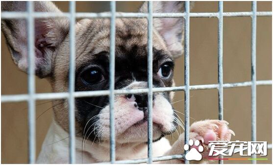 欧洲犬类走私猖獗 慈善机构呼吁饲主理性养宠物