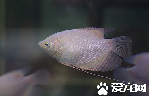 刚开始养鱼经常死鱼怎么办 注意4点易致死亡