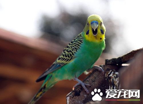 鹦鹉球虫病 应注薏成鸟与幼鸟分开饲养