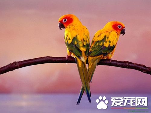 鹦鹉维生素C缺乏症 平时多喂新鲜蔬菜