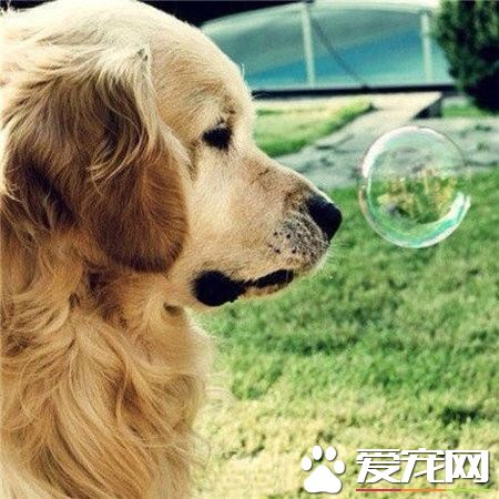 温顺的金毛…爱你❤️