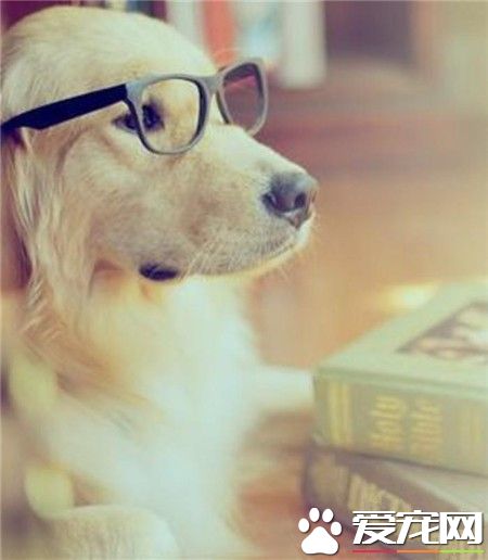 围观金毛博士~还有股淡淡的忧伤~