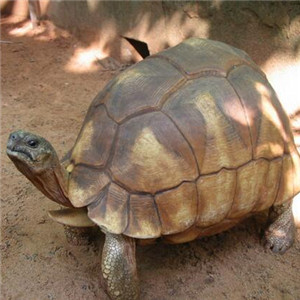 安哥洛卡陆龟图片