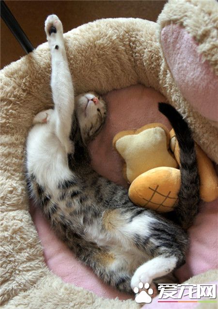 猫咪的睡姿~
