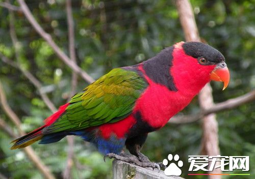 鹦鹉维生素缺乏症 多喂些水果新鲜蔬菜